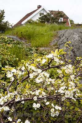 BB 06 0173 / Prunus spinosa / Slåpetorn